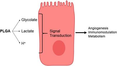 Nano-Medicine in the Cardiovascular System